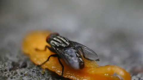 Fly hd videos. The fly eats rotten mangoes. black fly footage Stock Footage 166513451