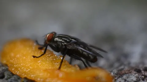 Fly hd videos. The fly eats rotten mangoes. black fly footage Stock Footage 166513466