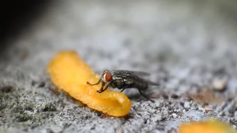 Fly hd videos. The fly eats rotten mangoes. black fly footage Stock Footage 166513468