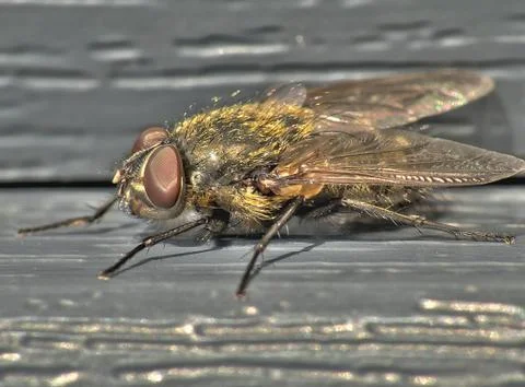 Fly in HDR Stock Photos