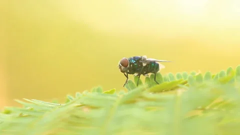 Fly holding on leaf , out door Chiangmai Thailand. Stock Footage 146771584