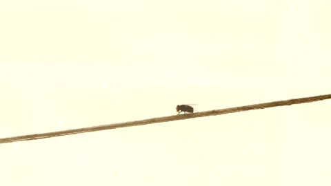 Fly is holding on wire, out door  Chiangmai Thailand. Stock Footage 249506579
