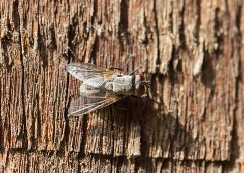 Fly home. macro Stock Photos