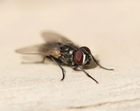 Fly home. macro Stock Photos