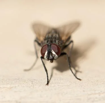Fly home. macro Stock Photos