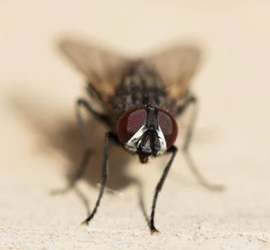 Fly home. macro Foto stock
