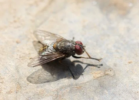 Fly home. macro Stock Photos