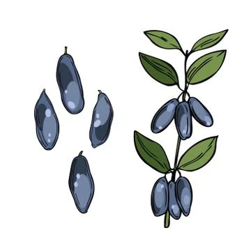 Fly honeysuckle. Vector illustration Stock Illustration