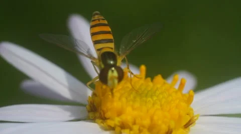Fly hoverflies Stock Footage 53859764
