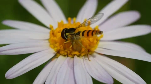 Fly hoverflies on white flower Stock Footage 53859859
