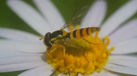 Fly hoverflies on white flower Stock Footage 53859866