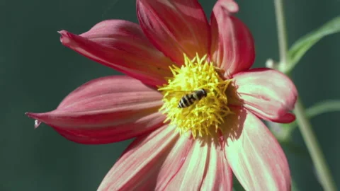 Fly hoverfly on a flower, summer Stock Footage 165940273