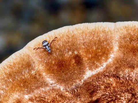 Fly hoverfly on a large mushroom Stock Photos