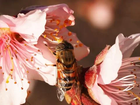 Fly hoverfly on peach blossoms Stock Photos