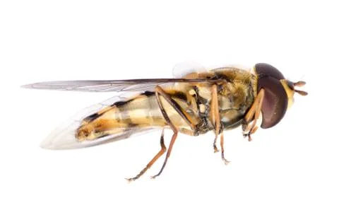 Fly hoverfly 写真素材