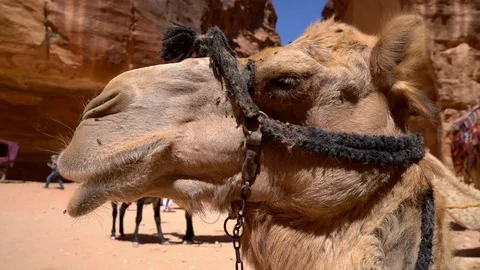 Fly hovering around camel head Video stock 102452726