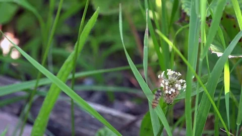 The fly hovers around the flower. Bee Hypnosis. Stock Footage 83492748