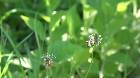 The fly hovers around the flower. Bee Hypnosis. Stock Footage 83492749