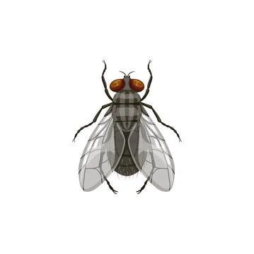 Fly icon, pest control and insect parasite blowfly Stock Illustration