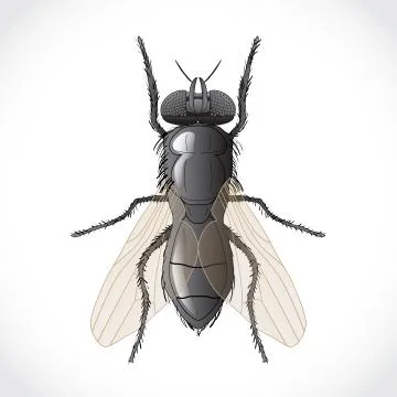 Fly Stock Illustration