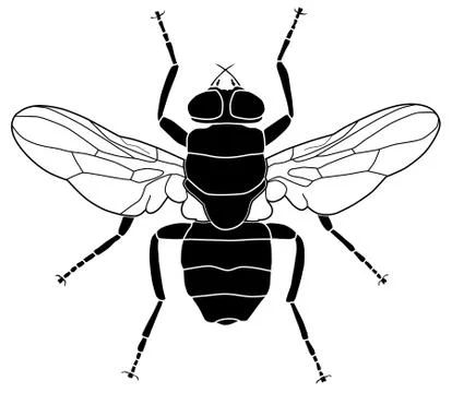 Fly Stock Illustration