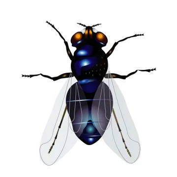 Fly Stock Illustration