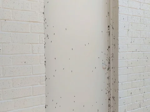 Fly Infestation Stock Footage 80166654