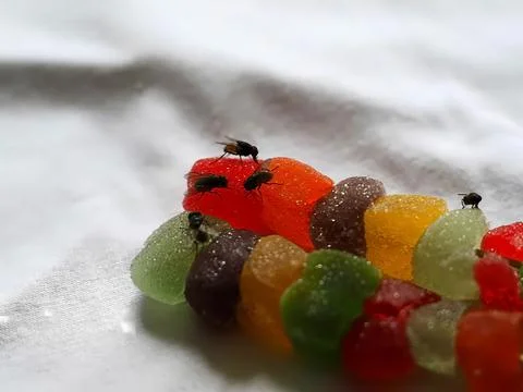Fly infested candy poses a serious health risk, unhygienic food for bacteria Stock Photos