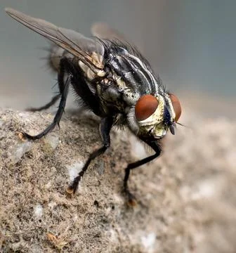 Fly insect alone on the wall. Macro photography. Stock Photos
