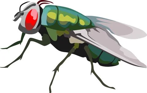 Fly Insect Animal Stock Illustration