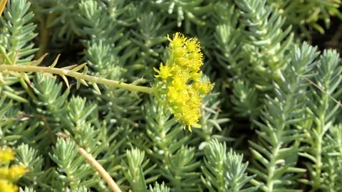 Fly, insect, bee, beetle, bug, dor - on flower buds with small yellow petals. Stock Footage 133878446