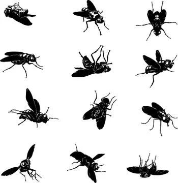 Fly, insect, black, vector, silhouette Stock Illustration