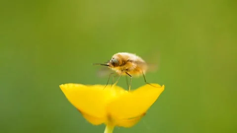 Fly insect bugs yellow flower Stock-Footage 273698546