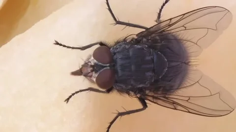 Fly insect. close-up fly on a sweet apple 動画素材 212154200