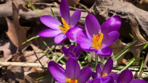 Fly Insect on Crocus Flower Stock Footage 234154943