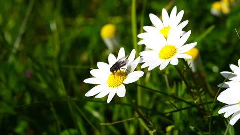 A fly insect on a daisy flower - slow motion Stock Footage 239375381