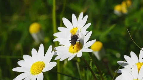A fly insect on a daisy flower - slow motion Stock Footage 239381562
