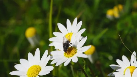 A fly insect on a daisy flower - slow motion Stock Footage 239381828