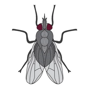 Fly insect. Fly isolated on white background. Vector illustration Stock Illustration
