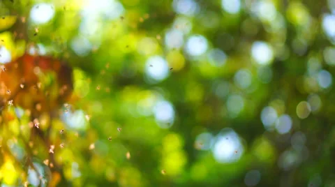 Fly Insect Stock Footage 37134682