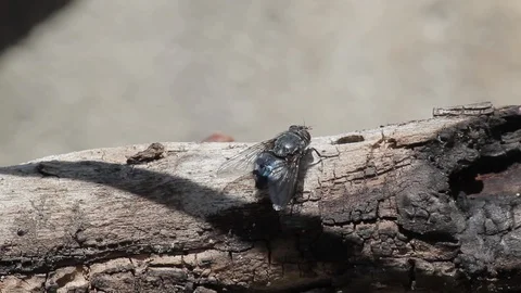 Fly insect Stock Footage 129390344