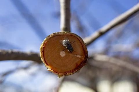 Fly insect on a fresh cut tree branch, spring revival background Foto stock