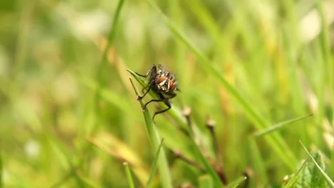 Fly Insect on the Grass. Fly in Nature Video stock 306849599