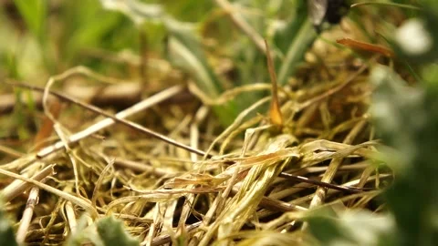 Fly Insect on the Grass. Fly in Nature Stock Footage 306849600