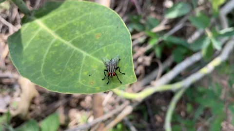 Fly Insect on green leaf Stock Footage