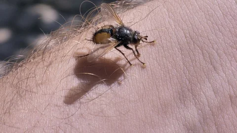 Fly insect on a human hand Stock Footage 95210205