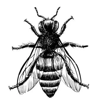 Fly insect Stock Illustration