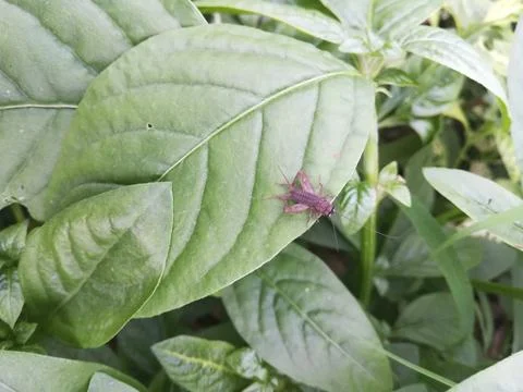 The fly insect on the leaf Foto stock