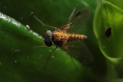 Fly Insect Macro - Diptera Stock Photos