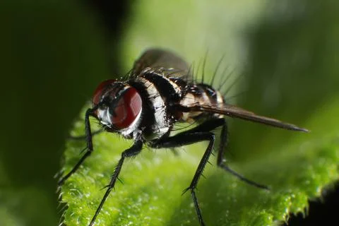 Fly Insect Macro - Diptera Stock Photos
